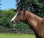 Die Ponyfarm Schafstedt